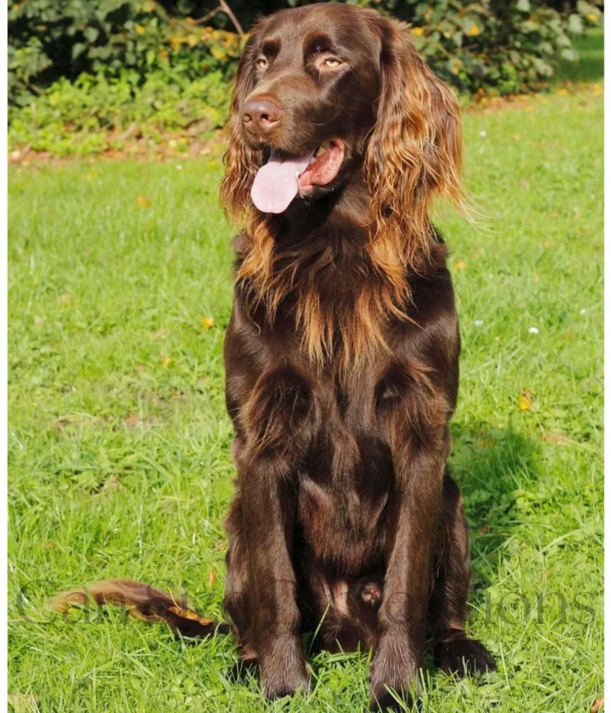 a-medium-sized-dog-30-kg