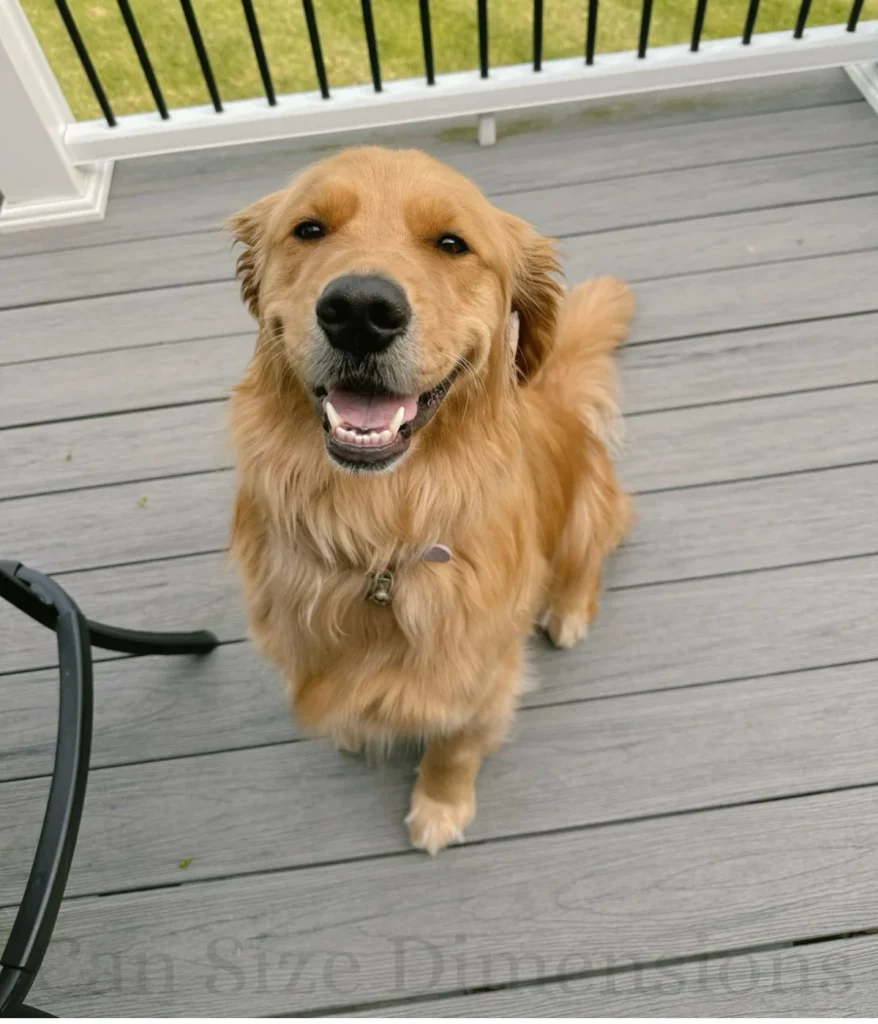 a-medium-sized-dog-40kg