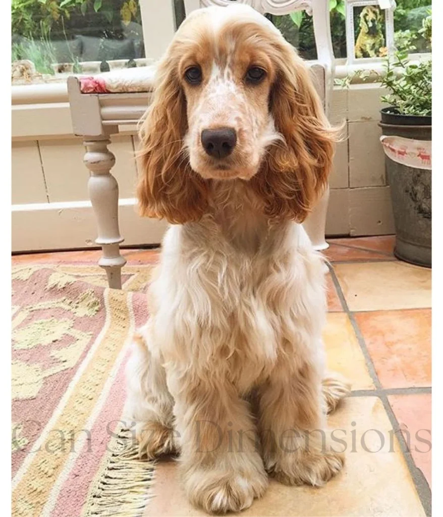 medium-sized-dog-25kg