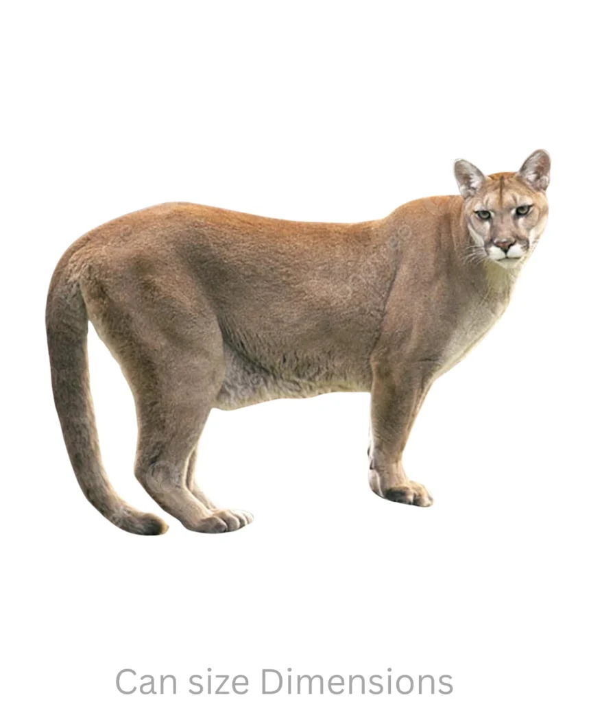 cougar-70-kg